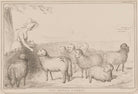 The Royal Cosset NPG D41450