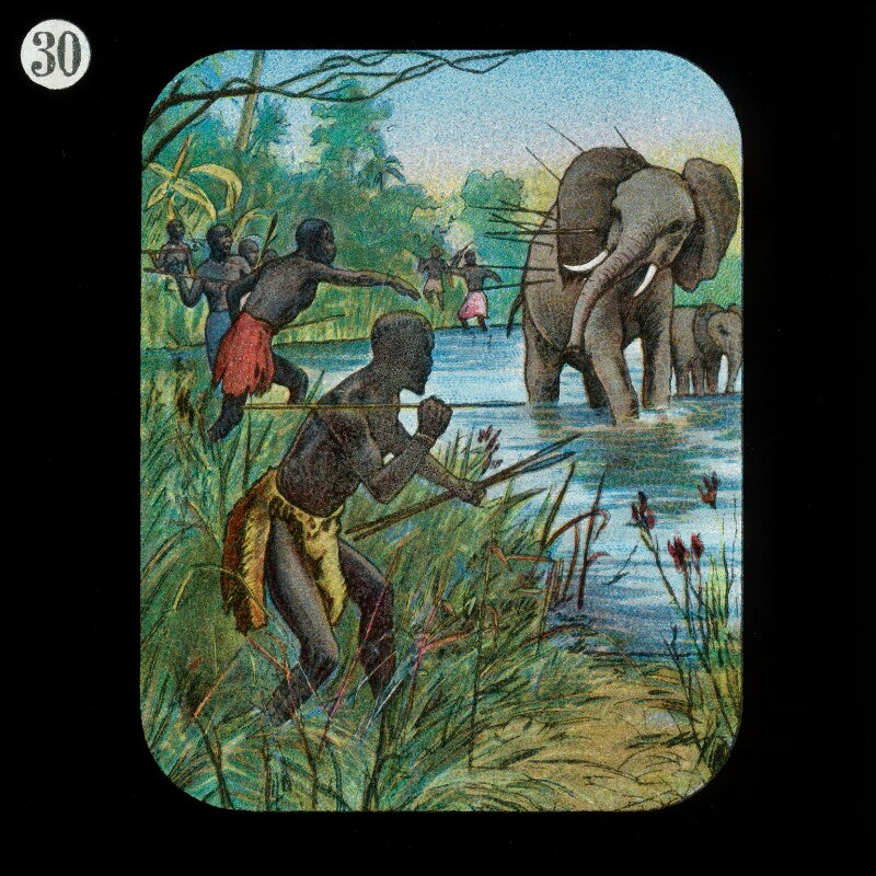 Elephant protecting her young (relates to david livingstone) npg d18403