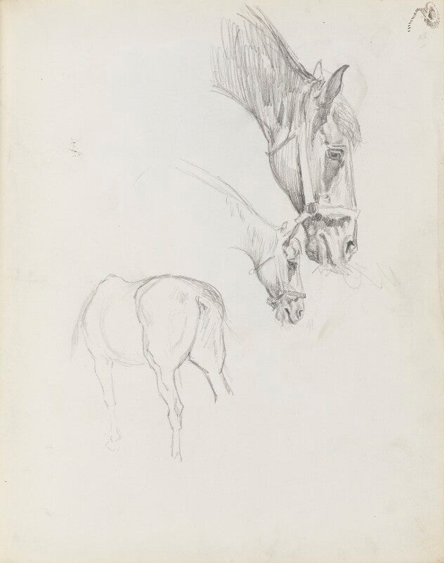 Horse study npg d23134(14)