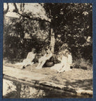 Dorothy Brett; Alix Strachey and an unknown woman NPG Ax140509