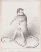 An Extraordinary Animal NPG D41317