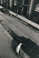 East End dog NPG x210304