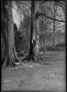 Daphne Fielding NPG x30732
