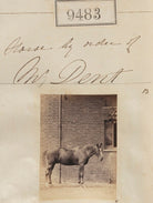 Horse by order of Mr Dent NPG Ax59291
