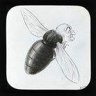 William Ewart Gladstone NPG D41923