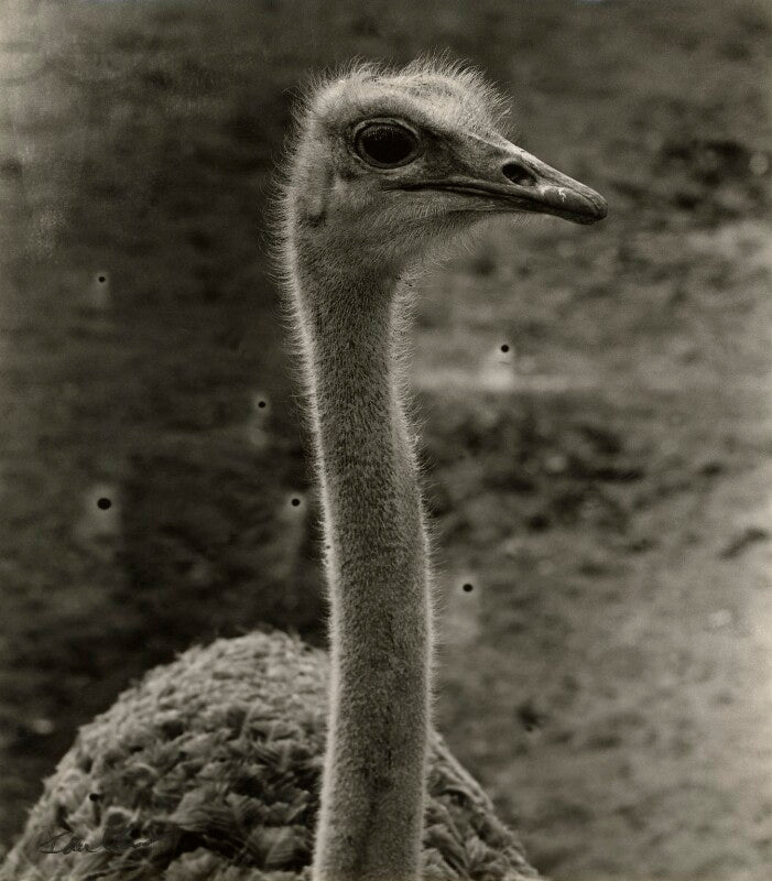An ostrich npg x127252