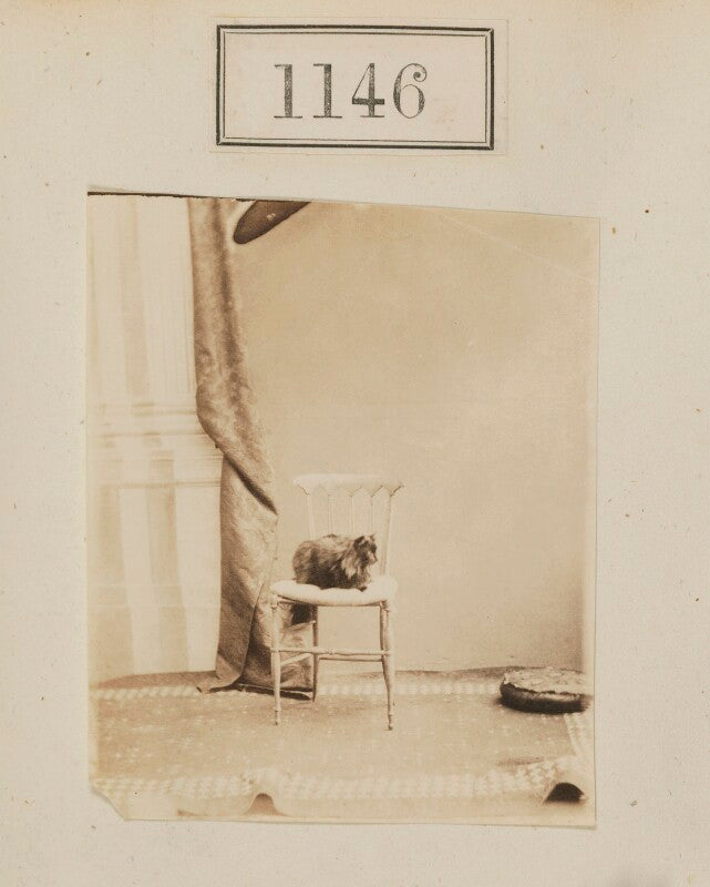 Photograph of a cat npg ax50620