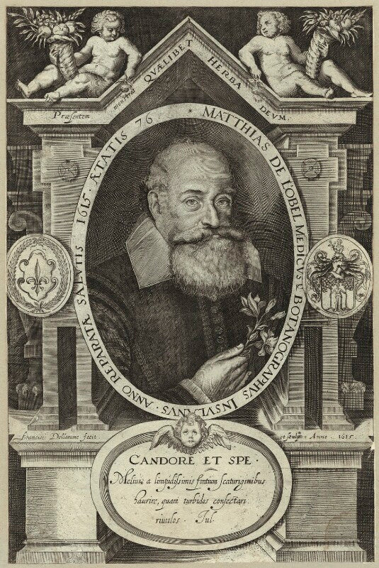 Matthias de lobel (lobelius) npg d25673