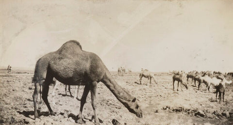 'Near frontier of Palestine - Syria' NPG Ax183230