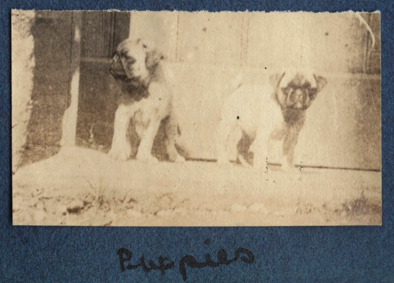 'puppies' npg ax140511