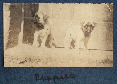 'Puppies' NPG Ax140511