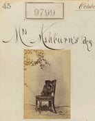 Mrs Ashburn's dog NPG Ax59524