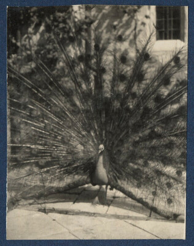 'Peacock' NPG Ax141986