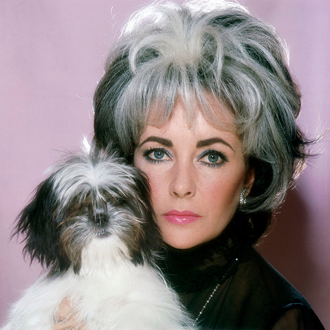 Photograph of Elizabeth Taylor with her dog by Norman Parkinson, 1972